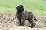 BOUVIER DES FLANDRES 183